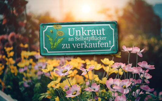 Blechschild ''Unkraut an Selbstpflücker zu verkaufen'' 28x12cm