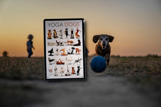 Blechschild ''Yoga Dogs'' 20x30cm