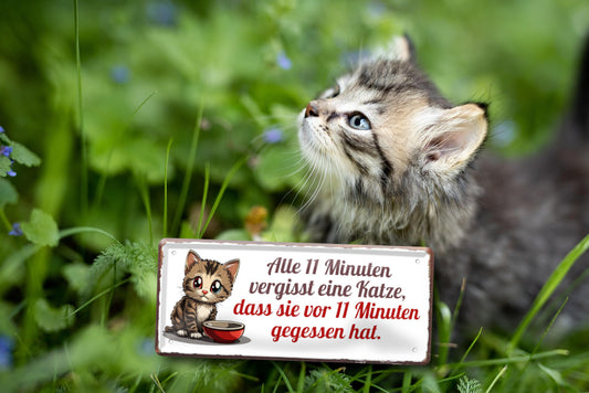 Blechschild ''Alle 11 min vergisst eine Katze, dass sie gegessen hat'' 28x12cm