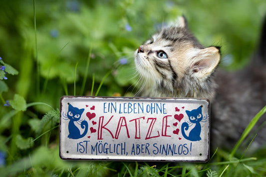 Blechschild ''Ein Leben ohne Katze ist sinnlos'' 28x12cm