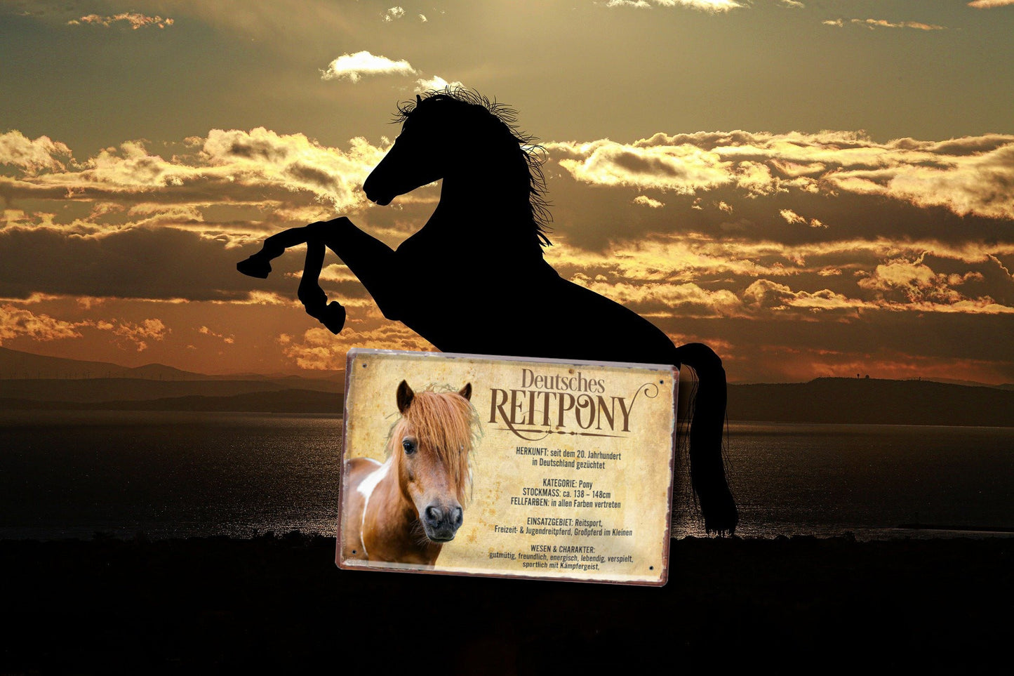 Blechschild ''Reitpony'' 20x30cm